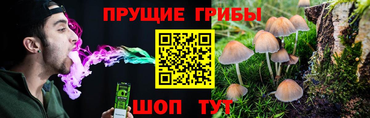 Псилоцибиновые грибы Cubensis  Галлюциногенные грибы GOLDEN TEACHER  Сосновый Бор  Вход с VPN 